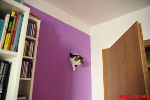 Wall-cat Phoenix