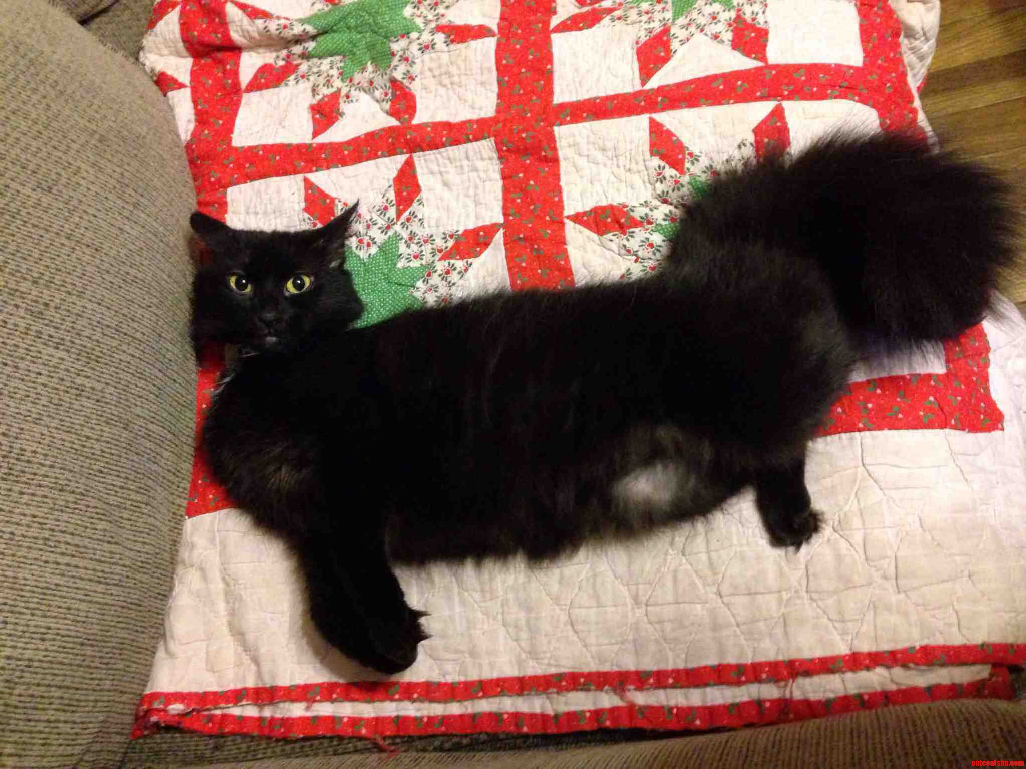 We Call Her... the Pusskit