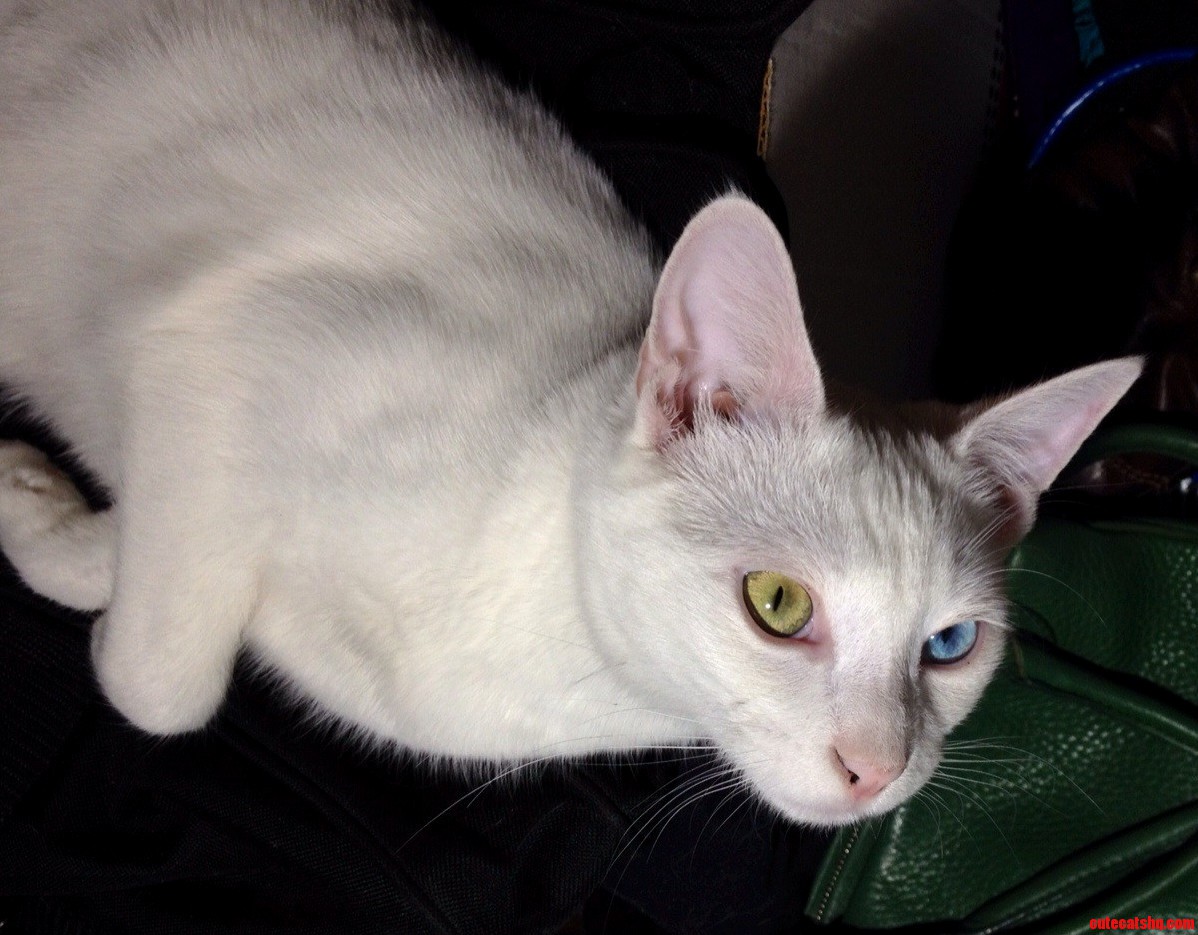 We Call Him Our Little Ender Viserion Marshmallow Direcat.