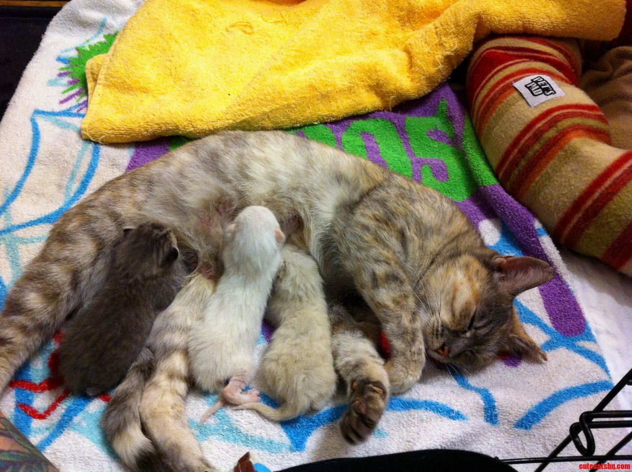 We Got a New Foster Tonight Turns Out She Had Some Extra Baggage.