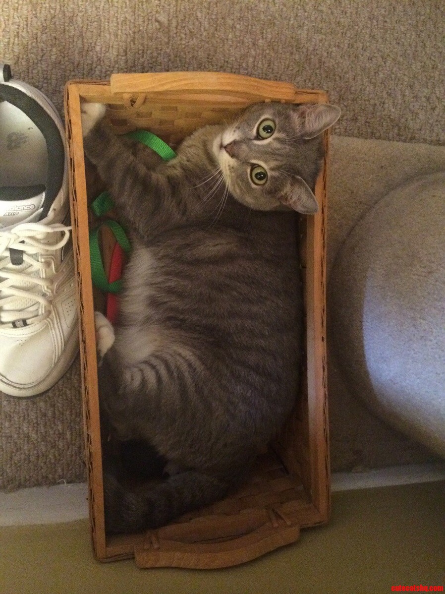 We Ve All Heard of Dick in a Box ... Well I Present You with Pussy in a Basket Sfw