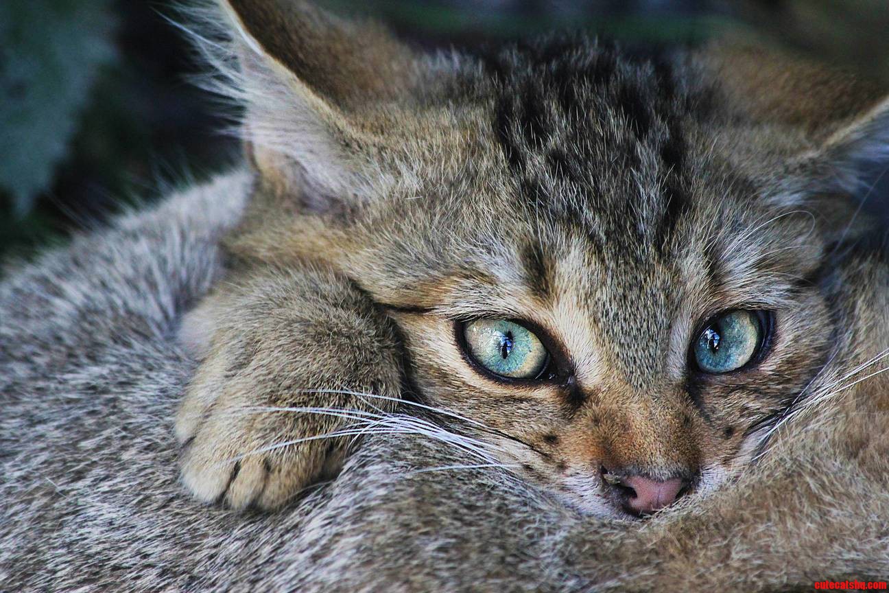 Well This Is a Wildcat Belongs Here Too