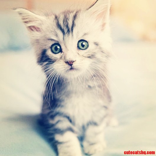 What Are These Two Kitties Called