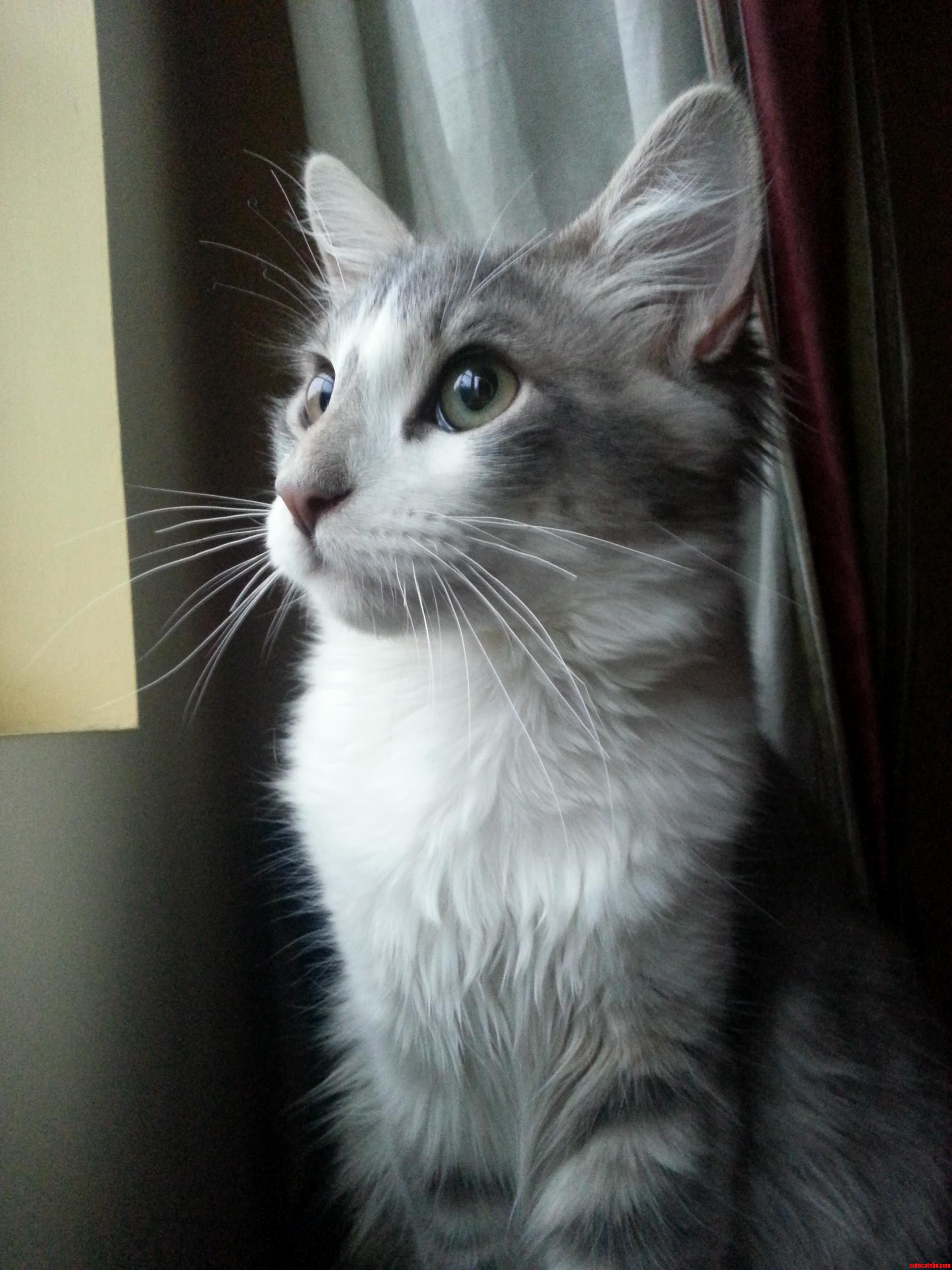 What Bird Watching Looks Like.