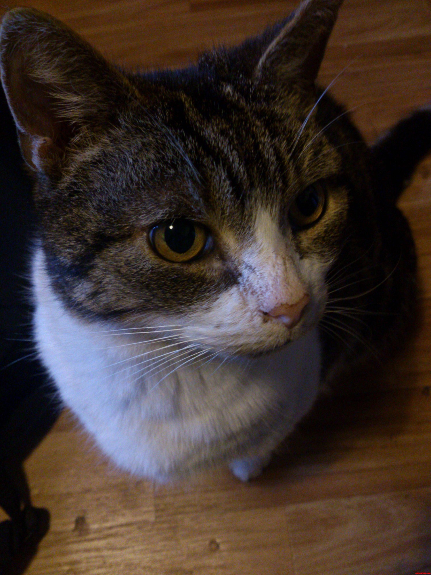 What Breed Is My Cat