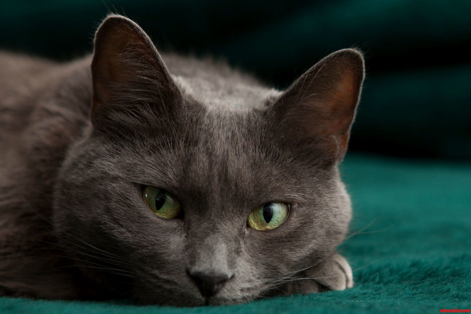 What Is She Thinking About