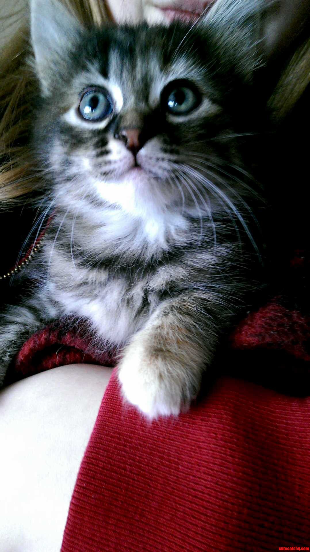 What Should I Name This Cutie Shes a Feisty Tortie.