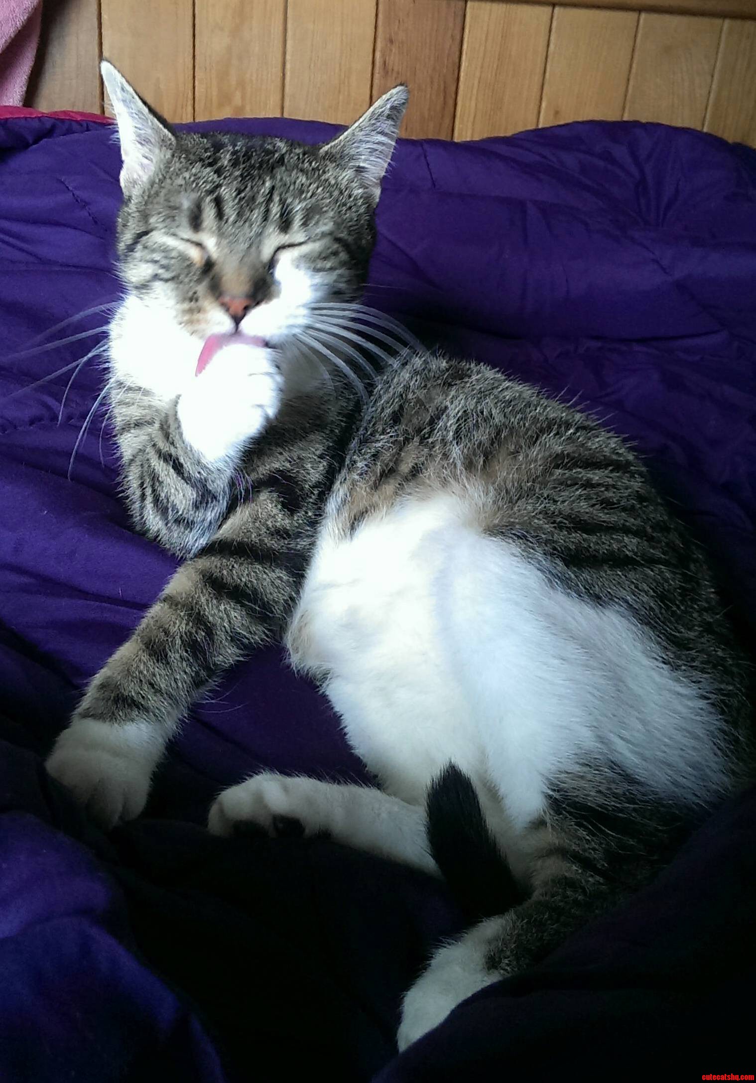 Whats the Matter Cat Got Your Tongue