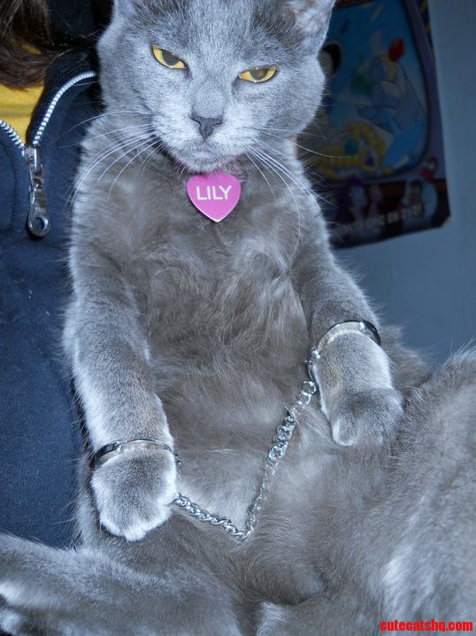 When Good Cats Go Bad.
