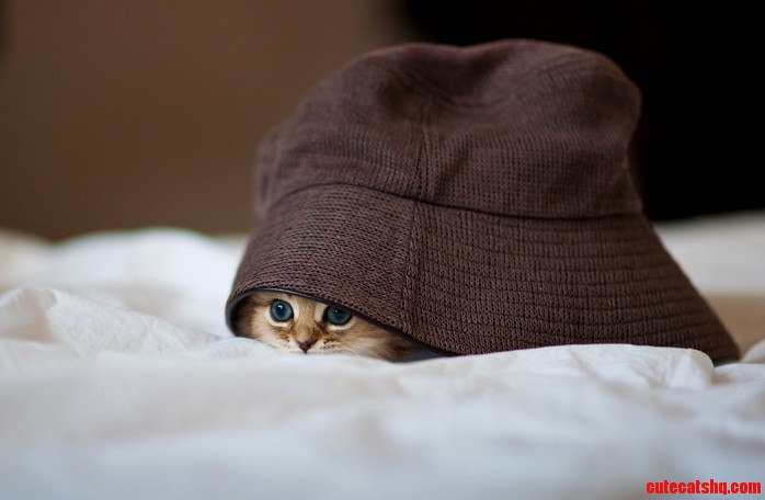When I Was Playing Hide and Seek with My Cat