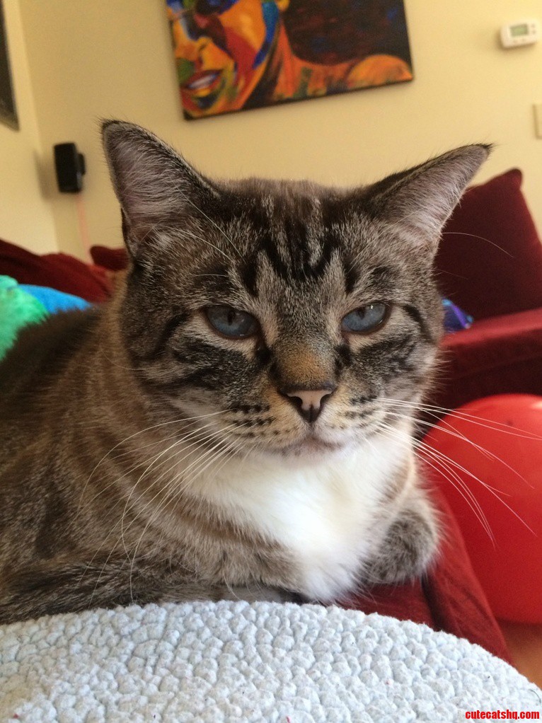 When Someone Sends Me Something That I Do Not Find Amusing I Reply with This Picture of My Cat.