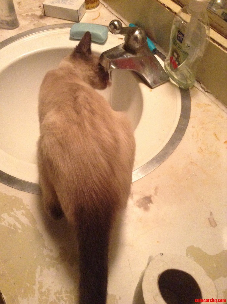 When Theres No Water in Her Food Bowl