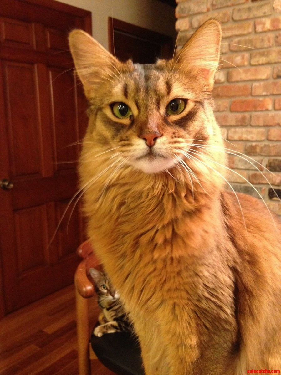 When You See It...its a Fantastic Cat Photo Bomb.