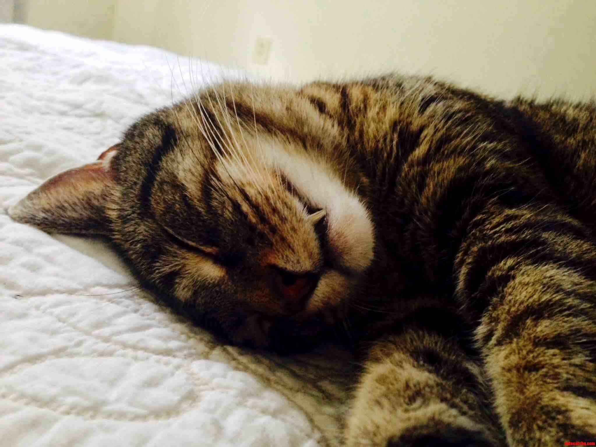Whenever I Make the Bed
