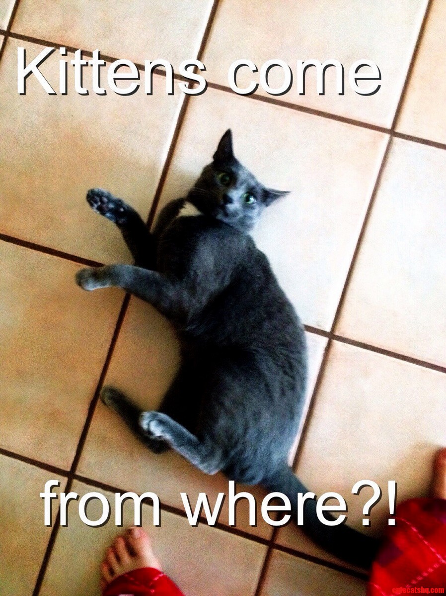 Where Do Kittens Come from Oc