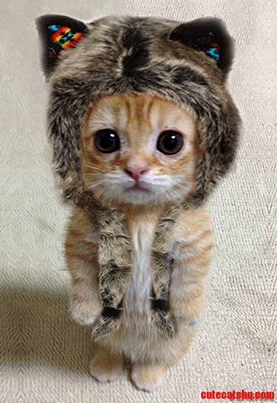Where the Wild Things Are