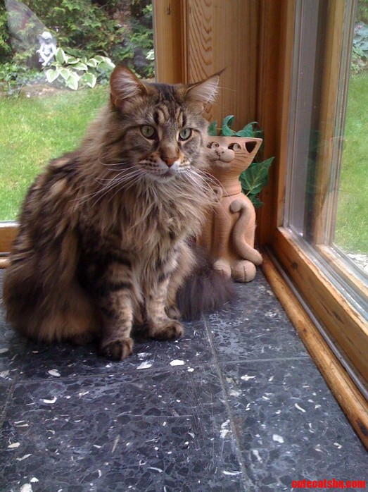 Which Is the Real Cat