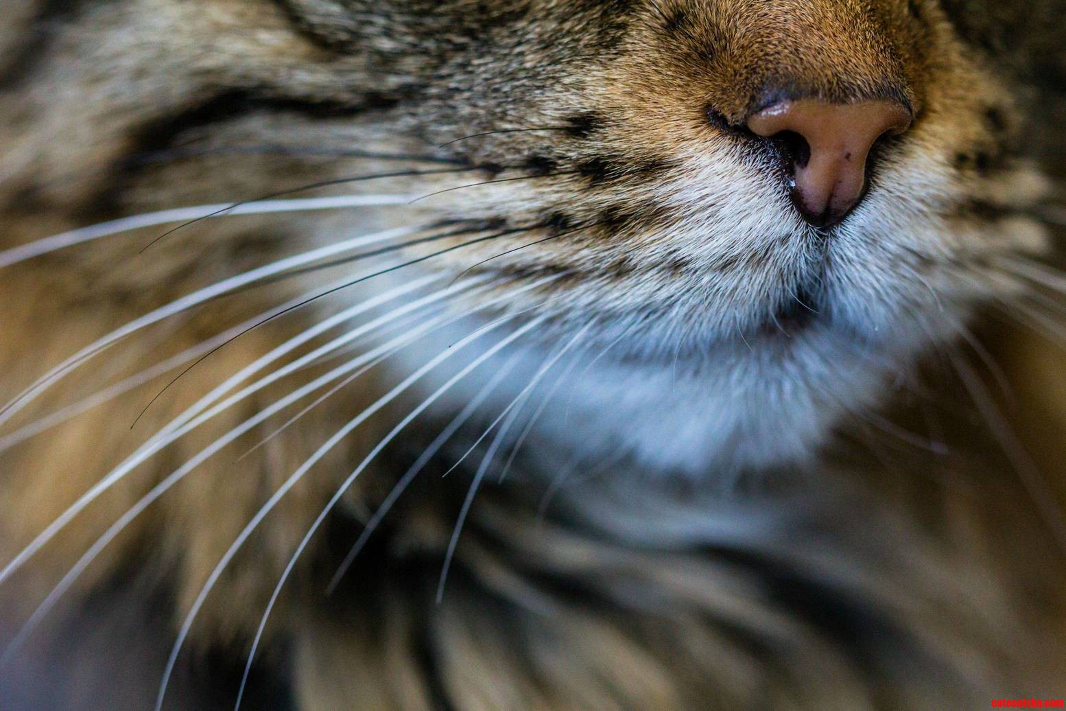 Whiskers