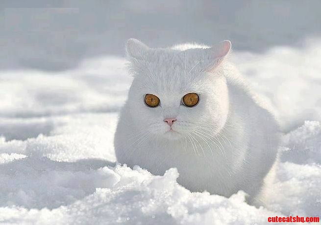 Whiter Then White Too White Cat