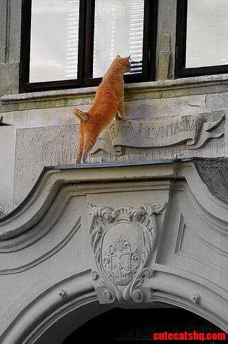 Who S. ...