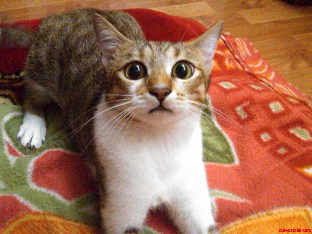 Who Will Bell This Cat