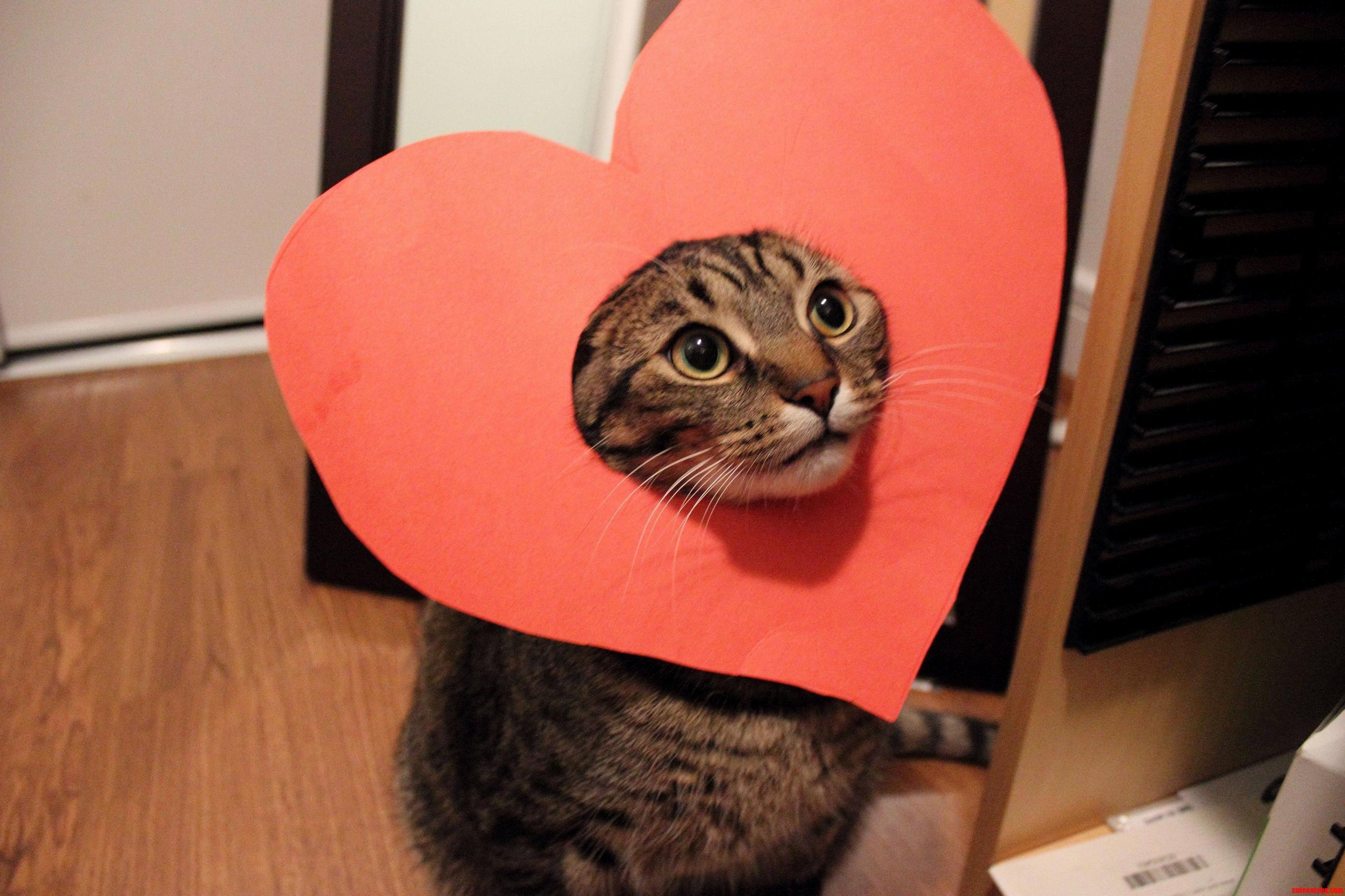 Will You Be My Valentine