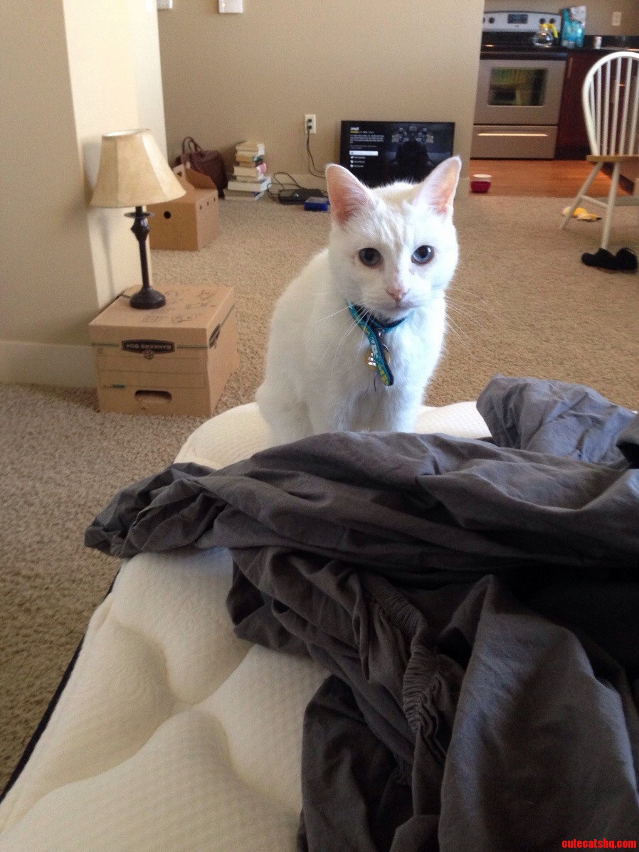 Willa Makes My Empty Apartment Seem Like a Home.