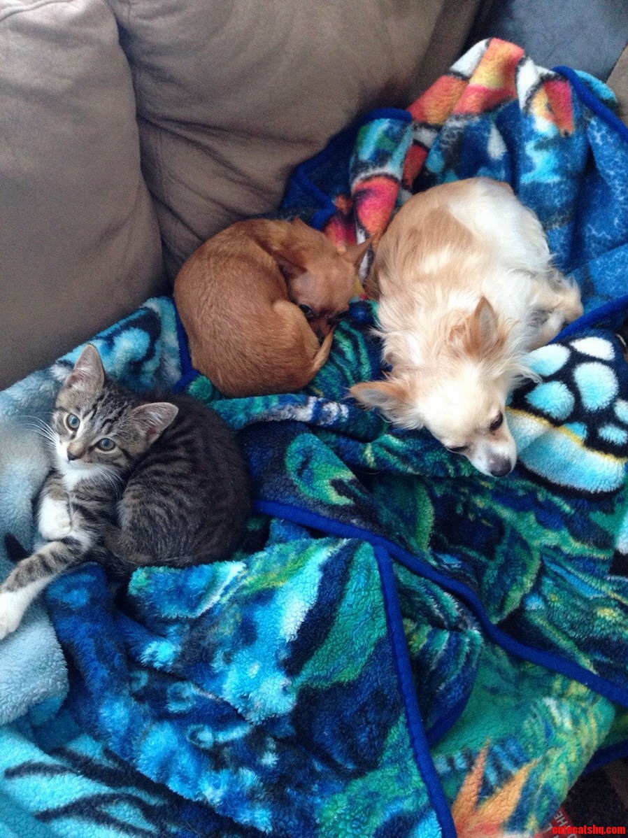 Worst Chihuahua Hunter Ever.