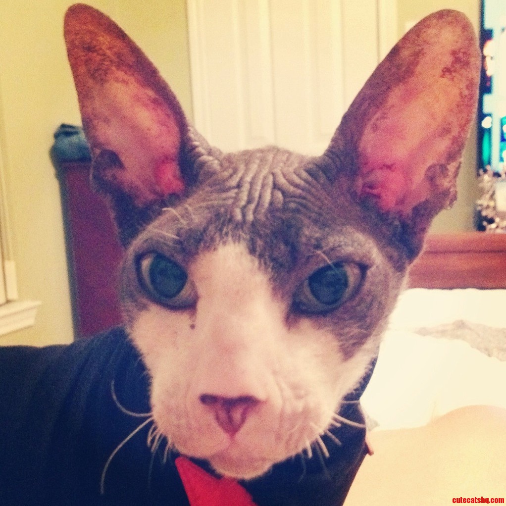 Wrecks the Cornish Rex.