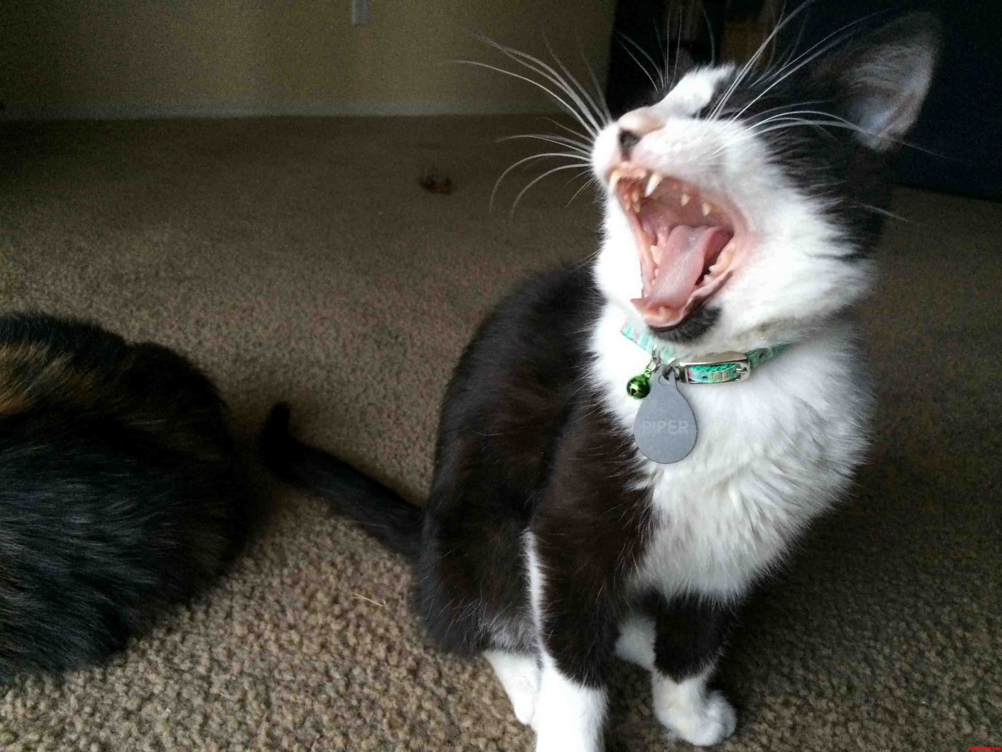 Yaaaaaaawn