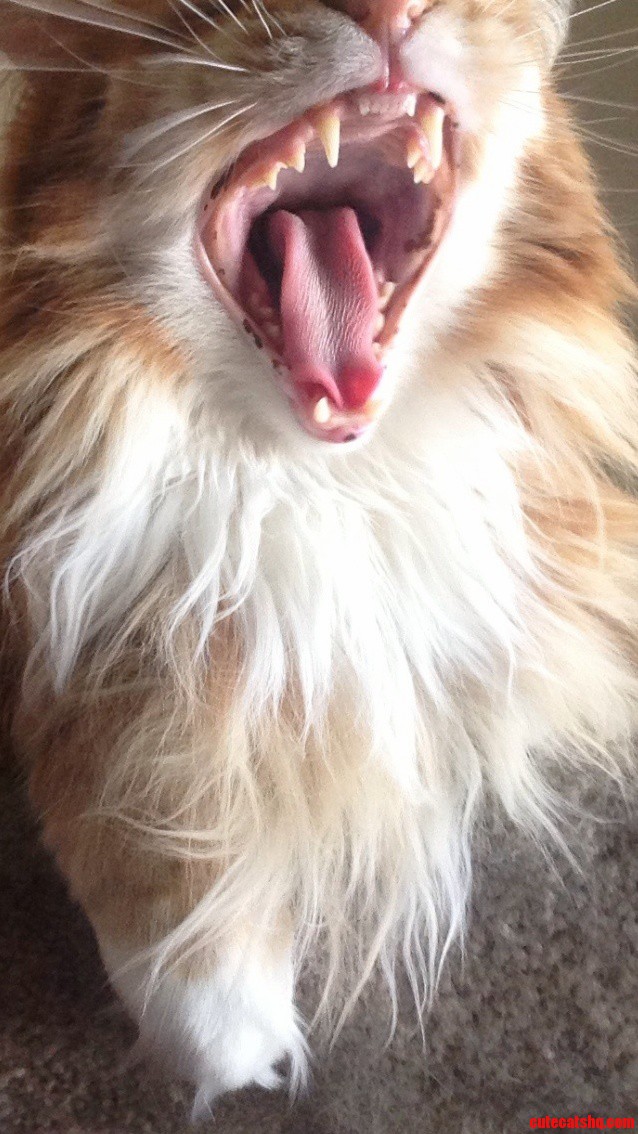 Yawn