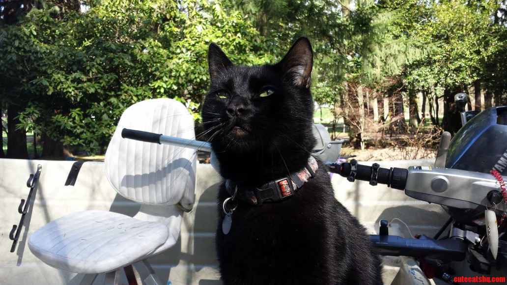 Yes... Indeed... Black Cat Friday.