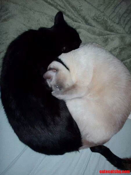 Yin and Yang
