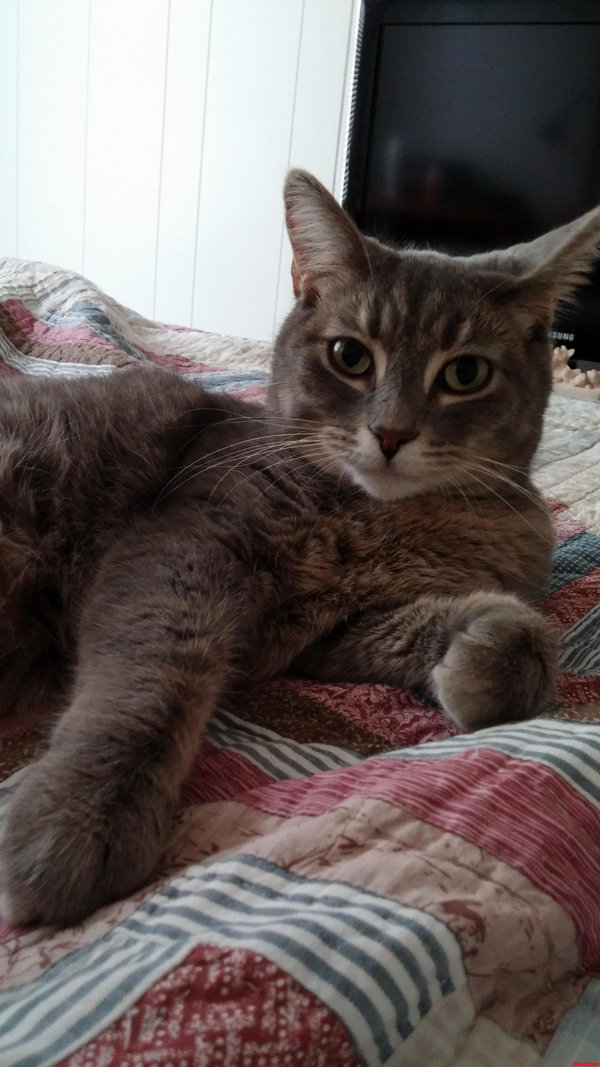 You Cant Feel Him but He Is the Softest Cat in the World