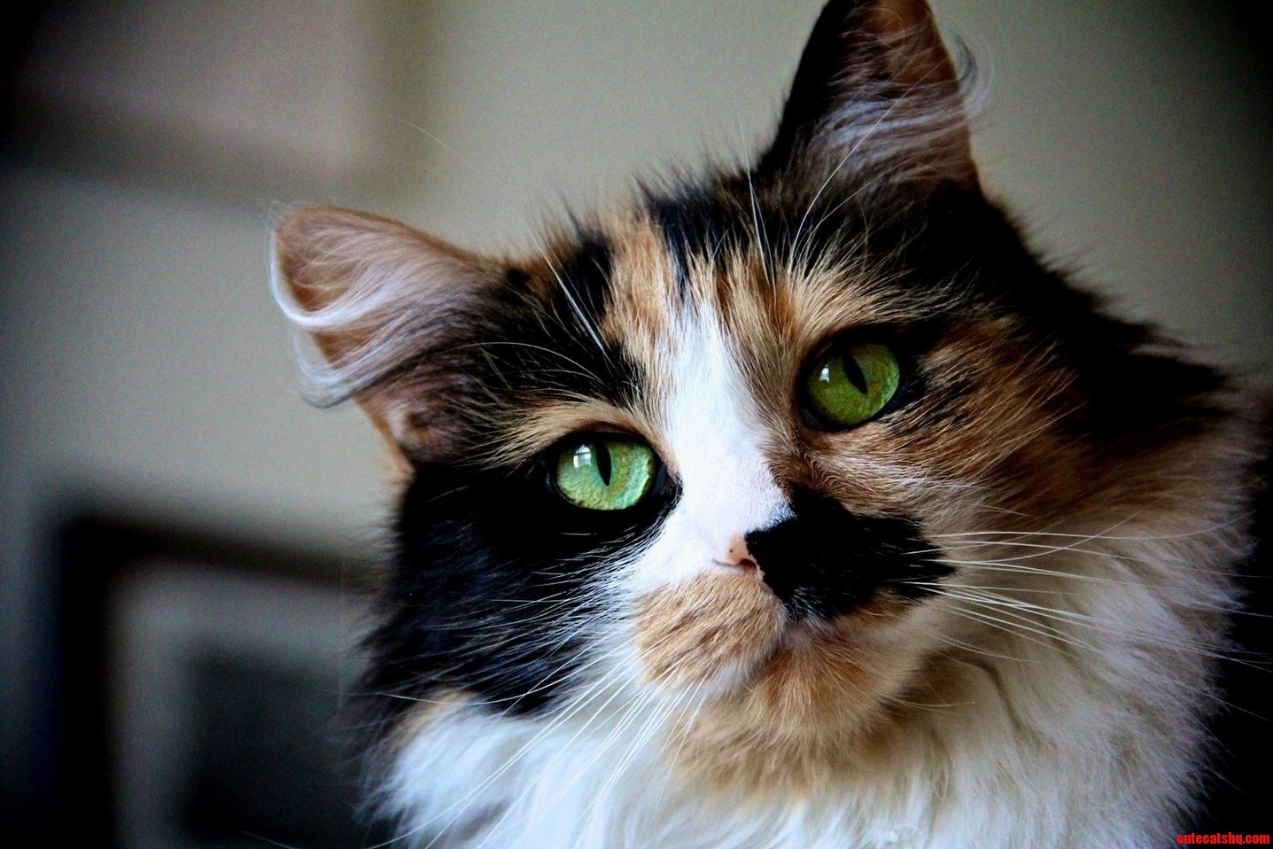 You Guys Seem to Like Memphis Here Is Our Other Cat Pickles.
