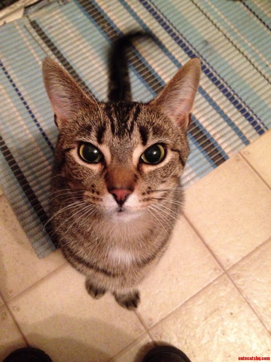 You Has Food Yes
