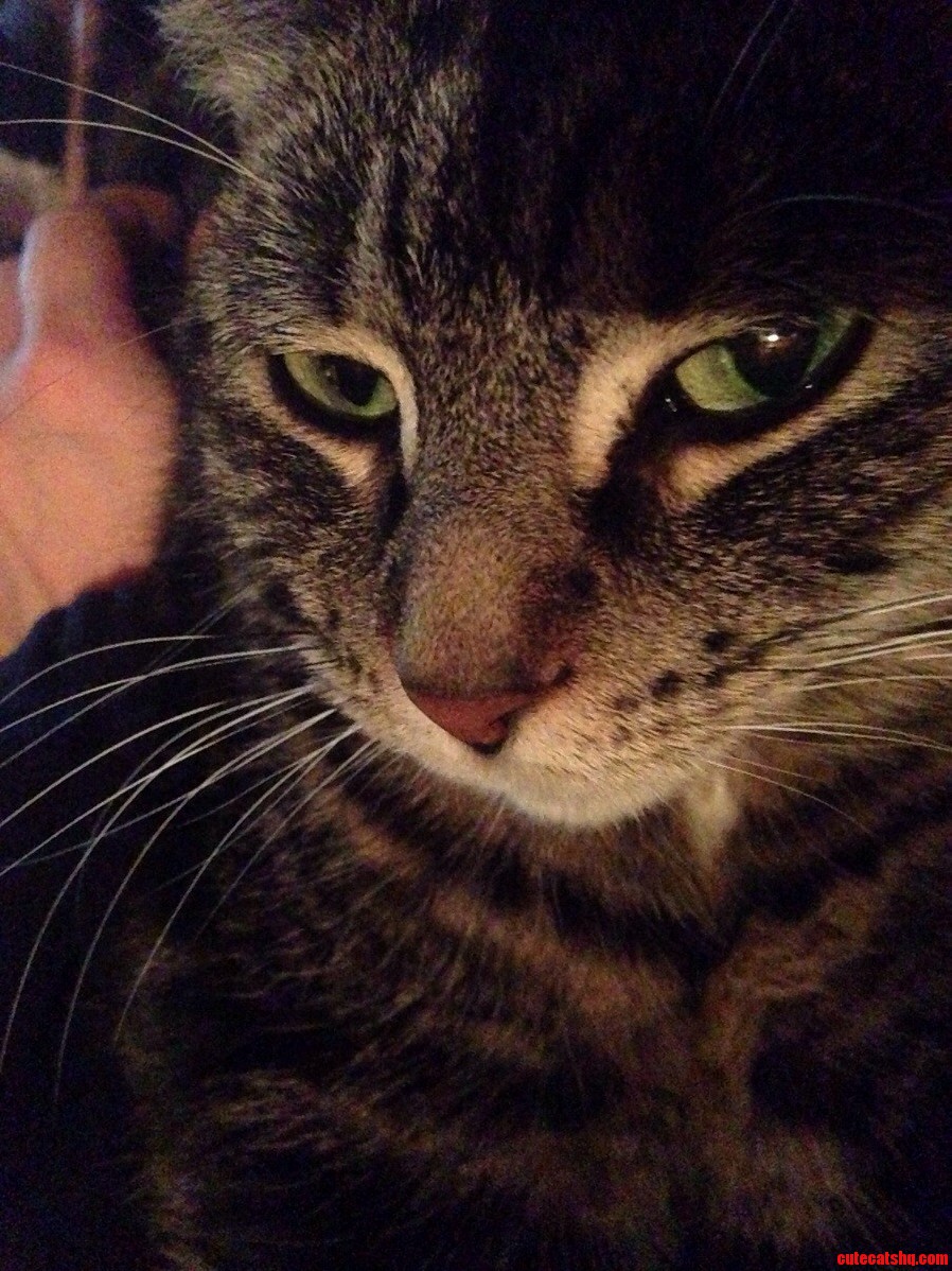 You Have an Inviting Lap Love. Purr.