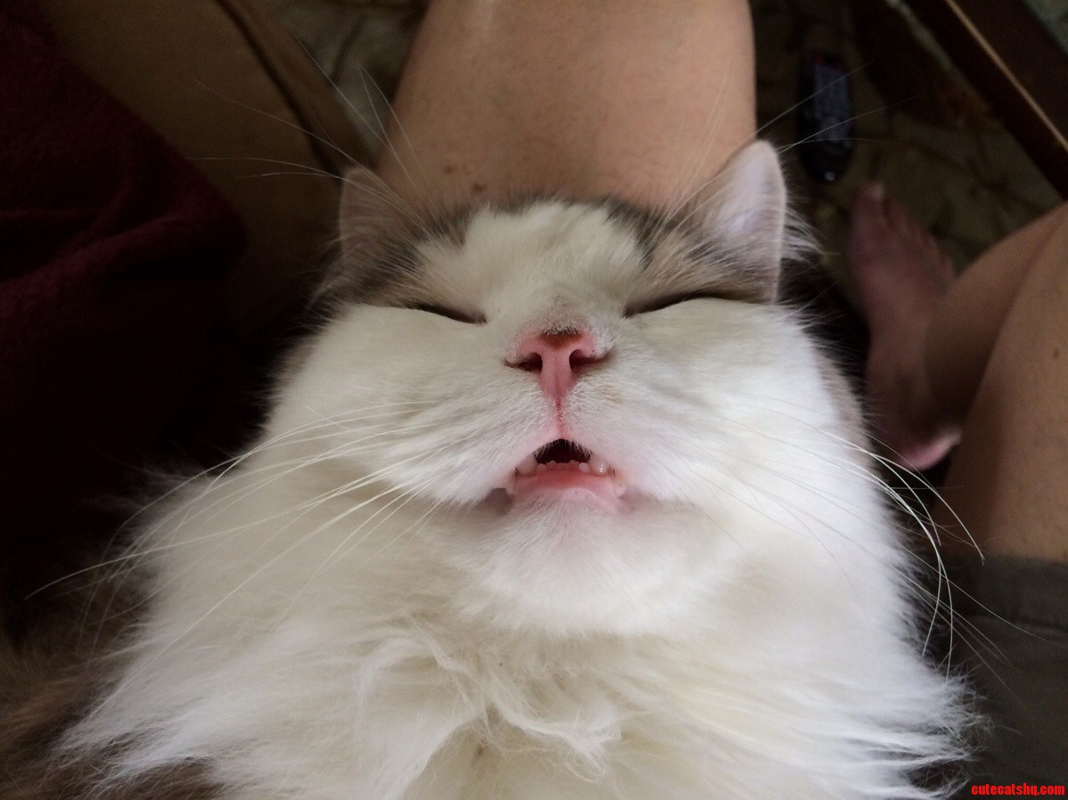 Zaphod Sleeping in My Lap Rolls Over.
