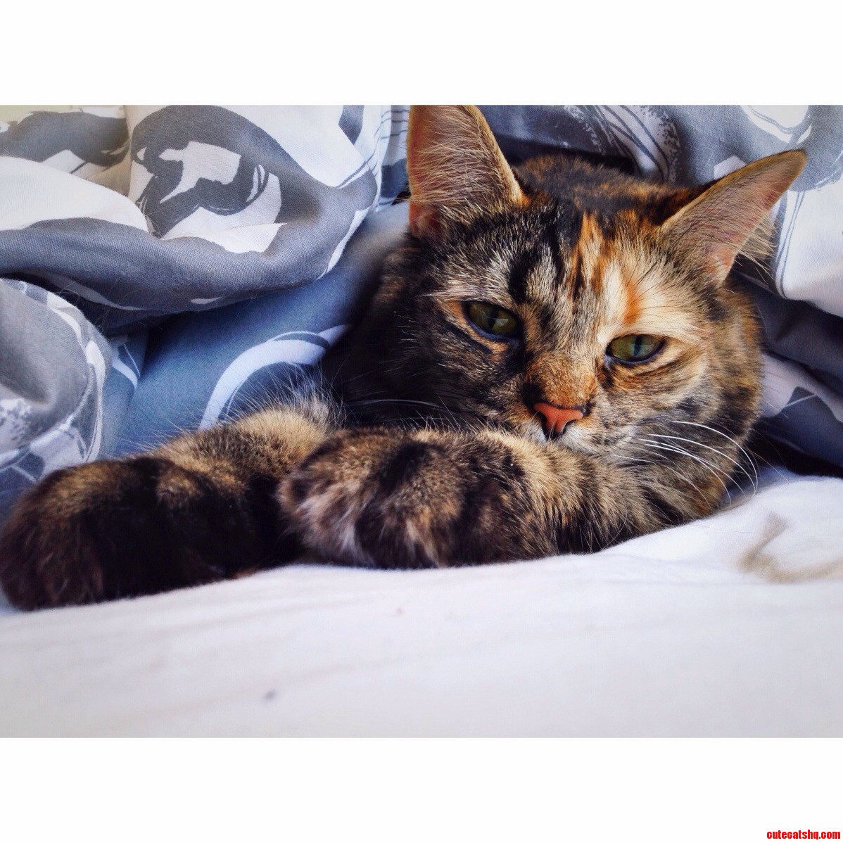 Zephyr Under the Covers