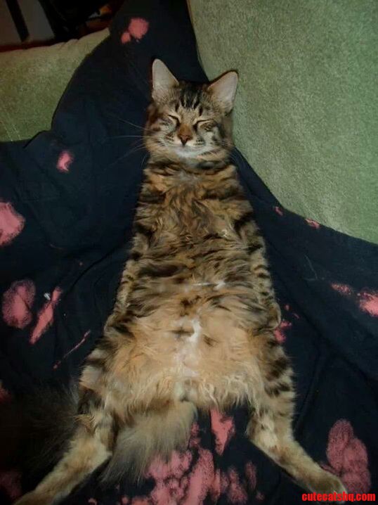 Zeus Sitting Up Taking a Snooze.