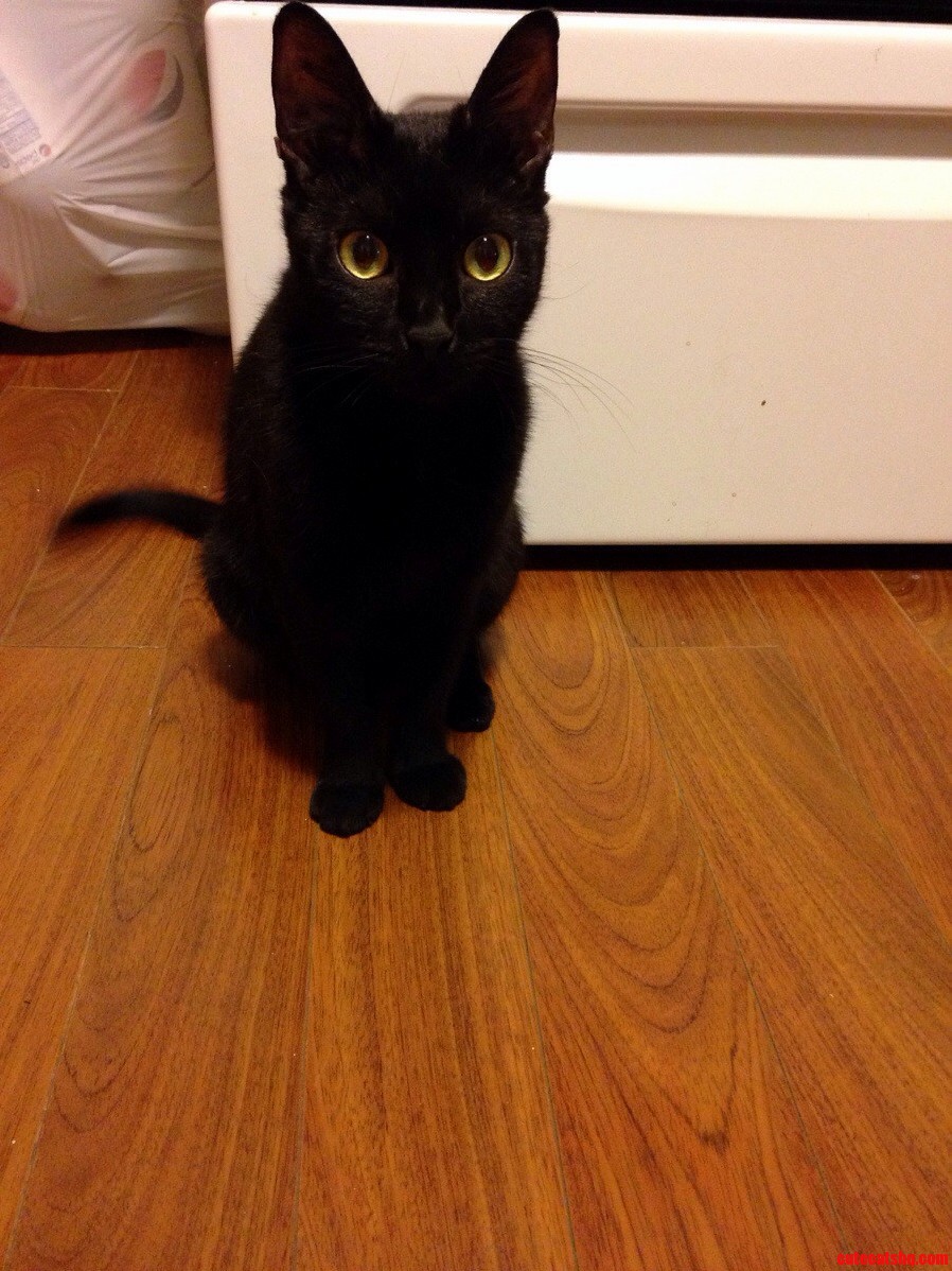 1.5 Hrs of Black Cat Friday Panic Post. Heres Pigeon