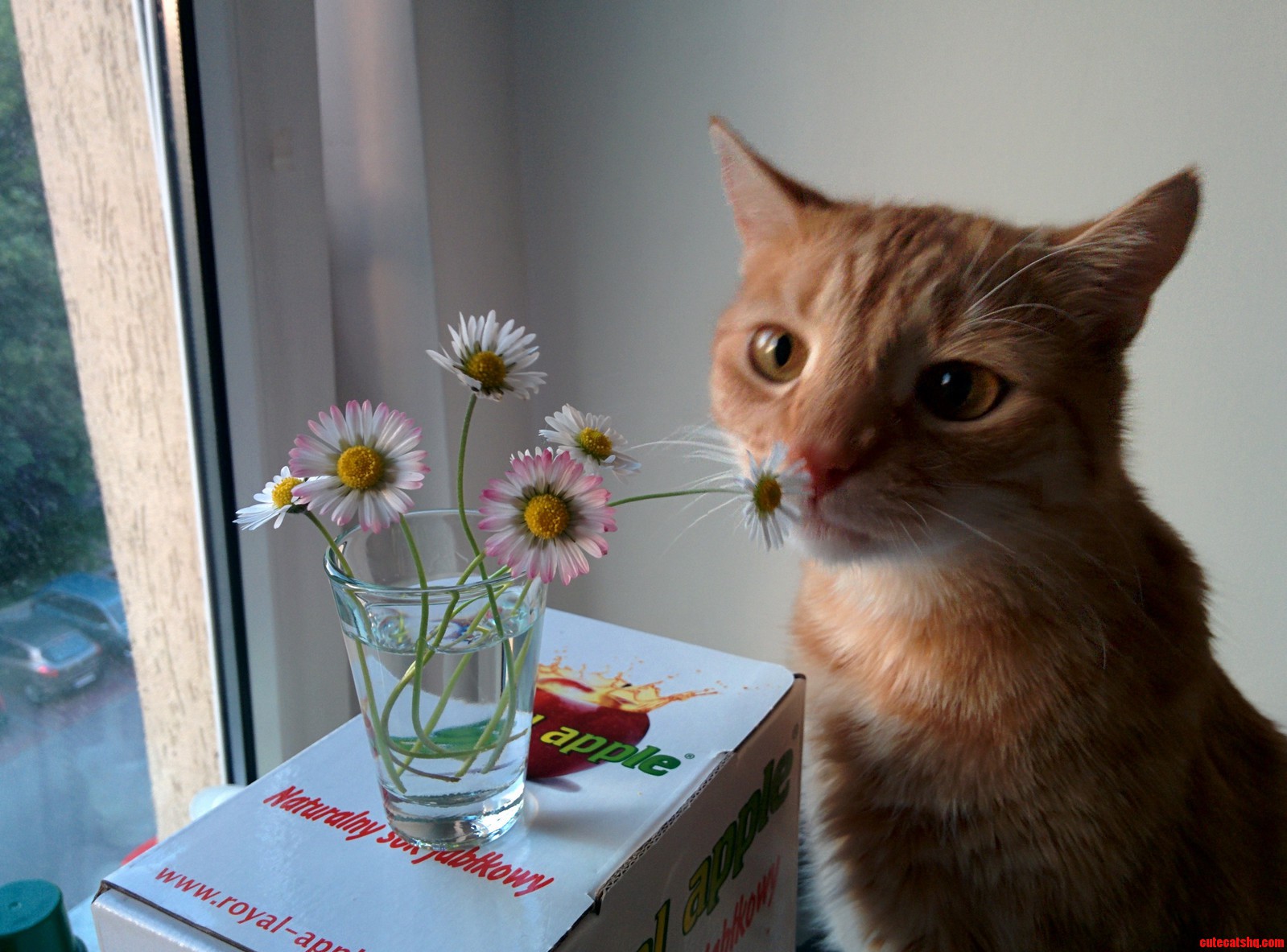 A Romantic Photo of One of My Cats