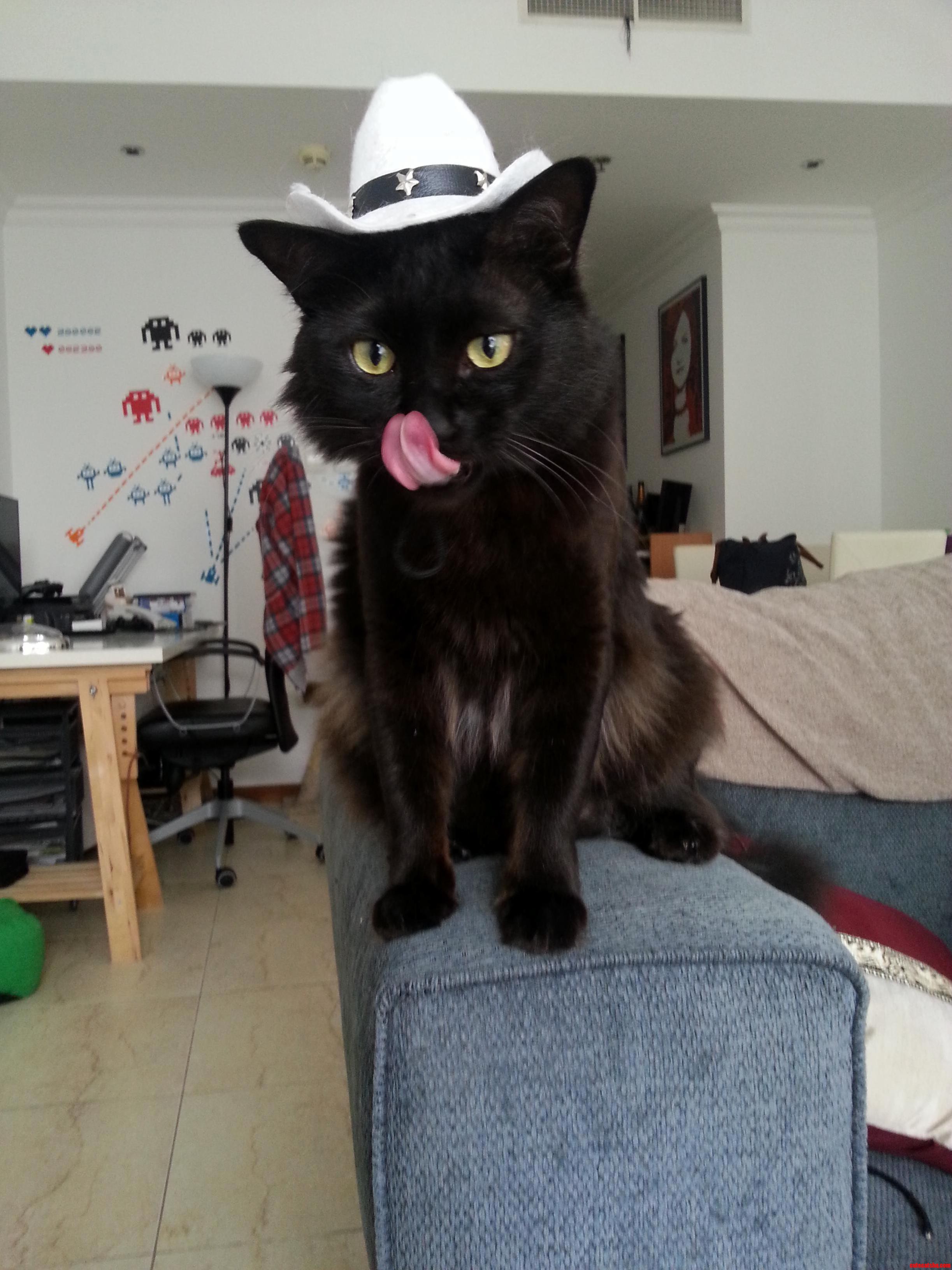 A Slightly Late Black Cat Friday Post - Our Cowboy Katsu