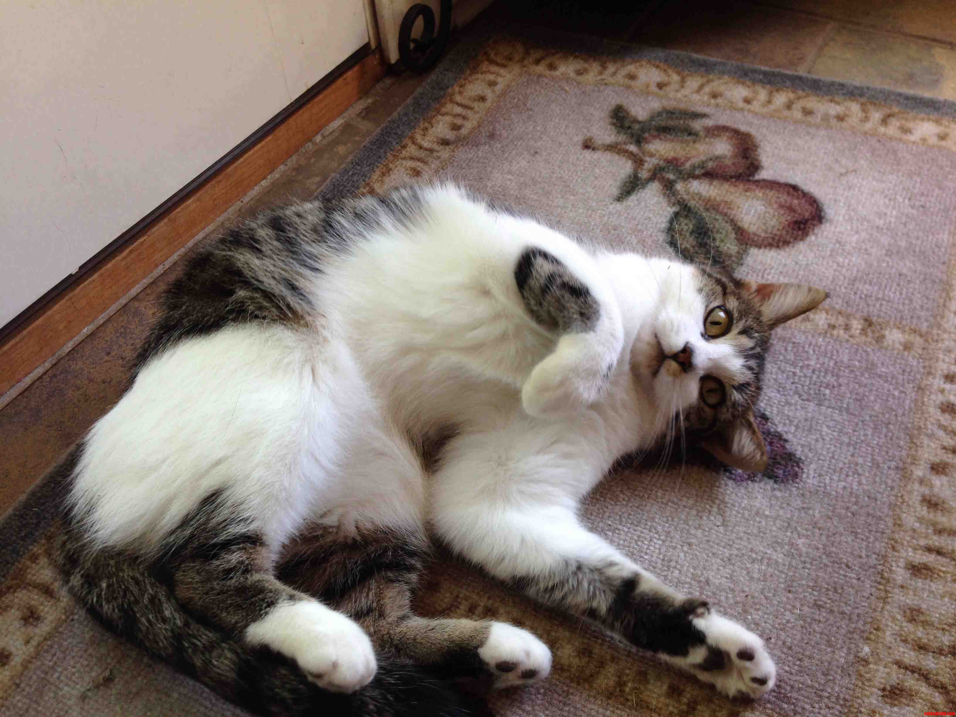 Almost Exactly One Year After Rescuing Her Millie Let Me Approach and Pet Her for the First Time