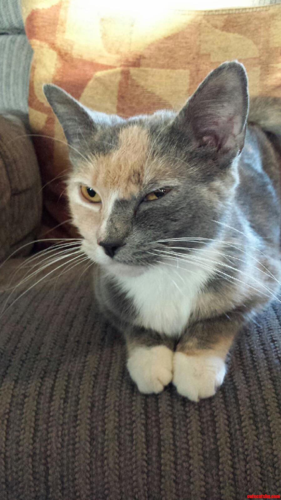 Another One of the Sassy Miss Whisper