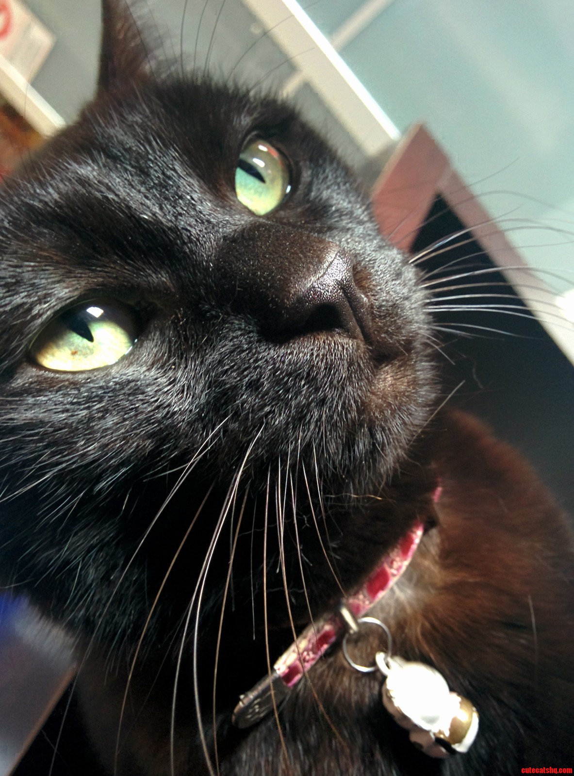 Apparently Everyone Is Posting Pictures of Black Cats Shes Micia
