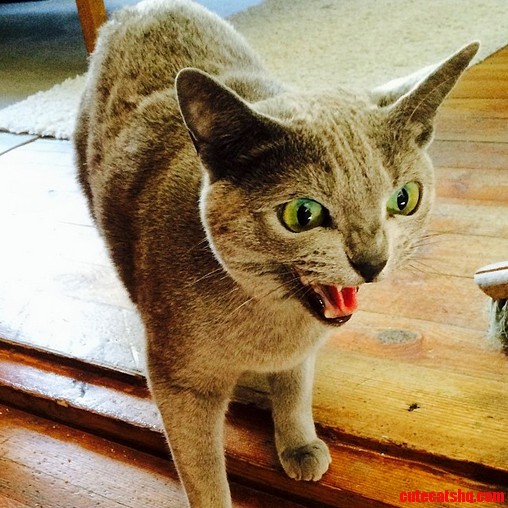 Ash Was a Bit Mad at Me Because I Have Been Away.