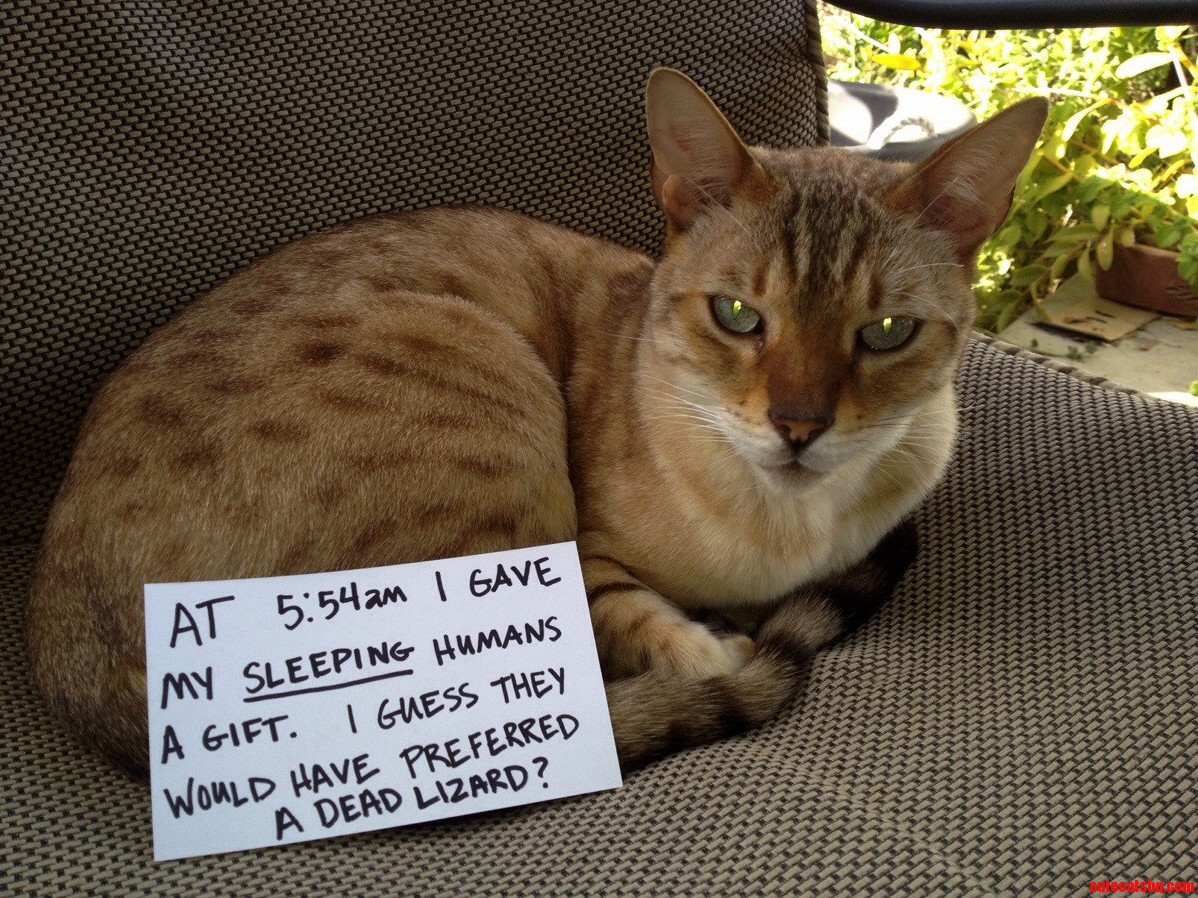 Bad Kitty
