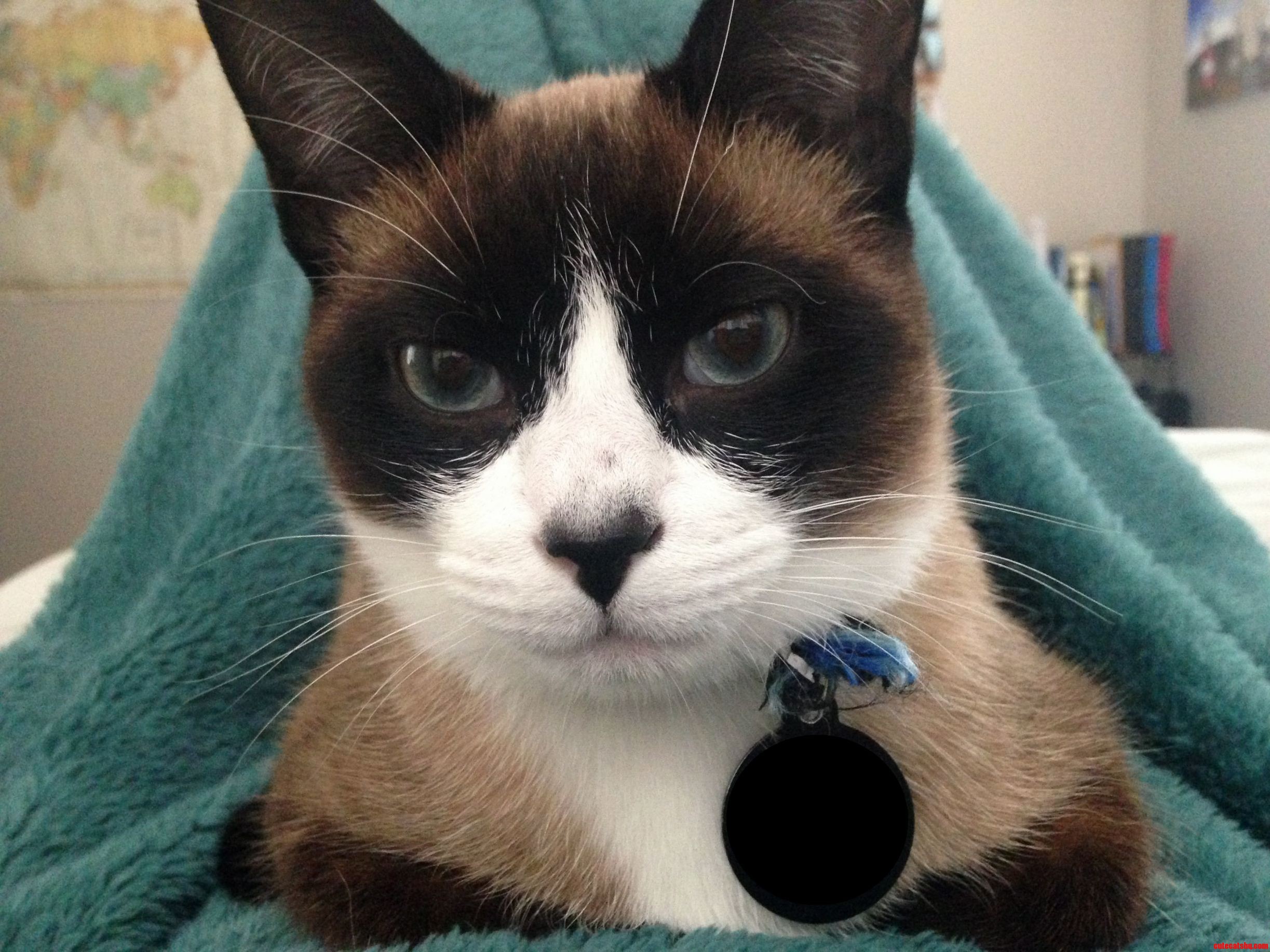 Bandit the Cat