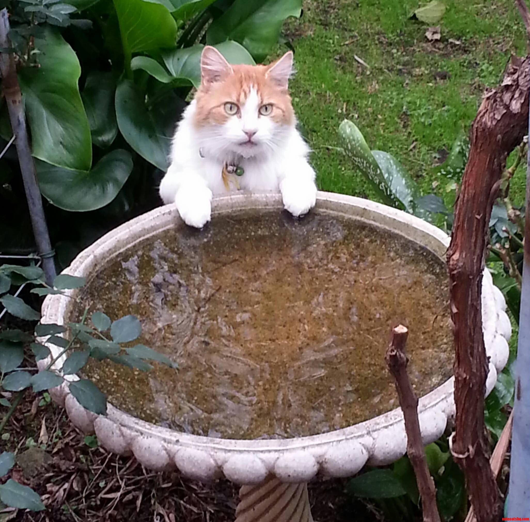 Barney at the Bird Bath